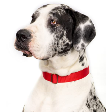 Premium Nylon Dog Collar z metalową klamrą