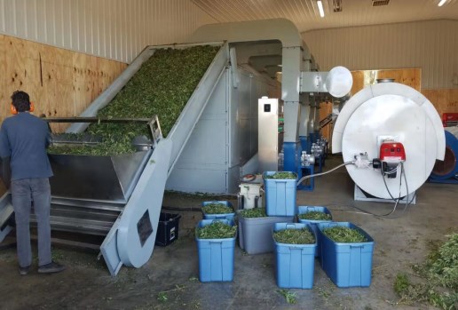 Herb drying