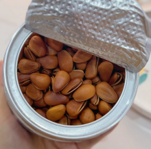 Delicious Physics Pine Nuts