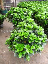 Gardenia jasminoides shrubs