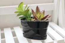 succulent plants, mini plant, ceramic pot #13