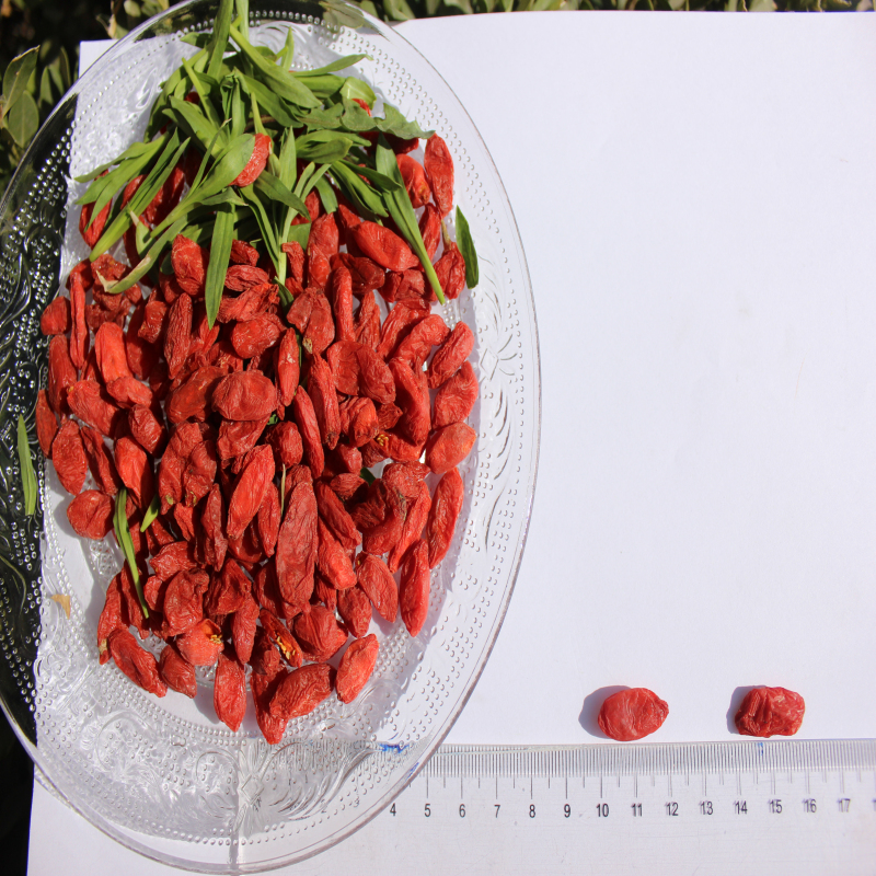 Nuovo goji organico raccolto per perdere peso