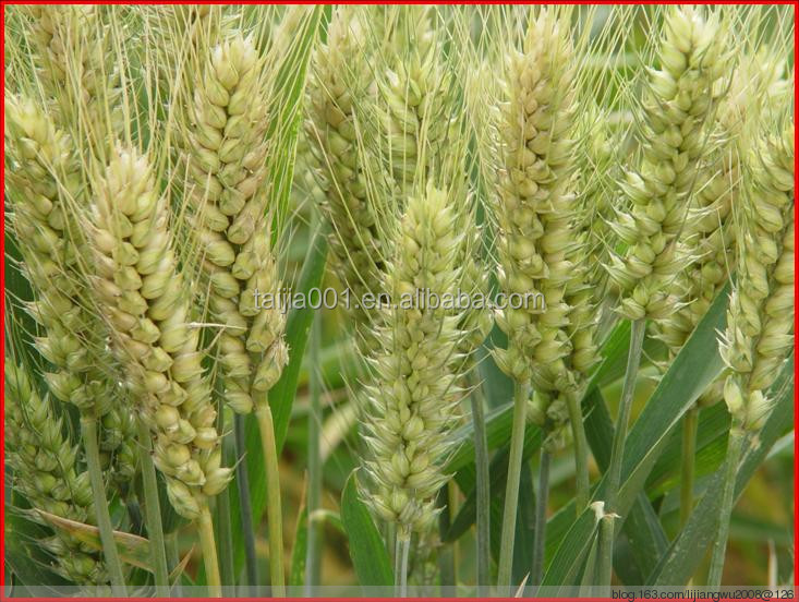 wheat gluten meal for animal feed