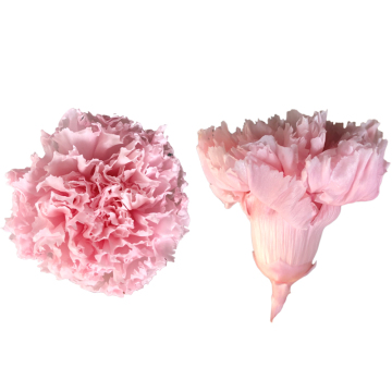 Wholesale Preserved Carnation Heads - Forever Fresh Flowers for Graduations & Mother's Day
