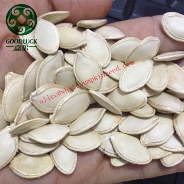 2014 Crop 10mm Shine Skin Pumpkin Seeds Round Shape