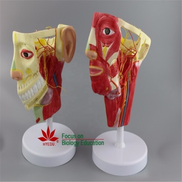 3D Human Anatomy Model: Head and Neck Teaching Model