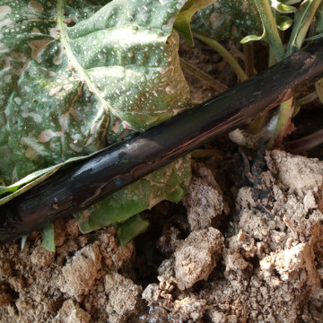 Black lrrigation Drip Tape For Greenhouse Irrigation