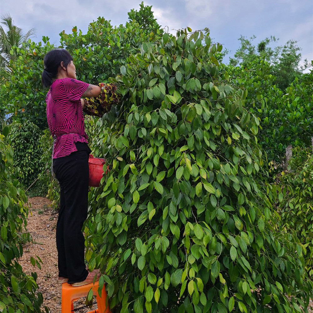 White Pepper Planting Management