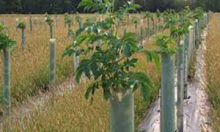 Fluted Plastic Tree Guard