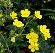 Potentilla chinensis extract