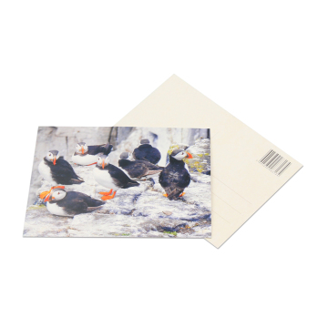 Fast Shipping: Custom Printed Recycled Paper Postcards & Personalized Business Impressions Carte Postale