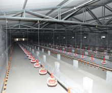 good quality poultry automatic feeding system for broiler