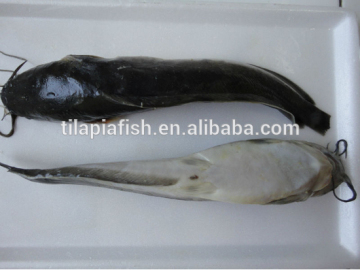 best price high quality good tasty catfish