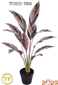 67cm Calathea leaf x 12 with plastic Pot