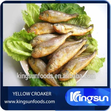 Frozen Small Yellow Croaker