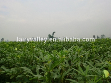 Health vegetable hybrid okra seeds