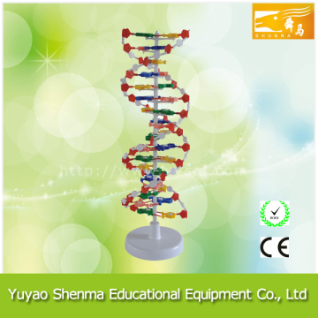 DNA Molecule Structure Model/Biological Model