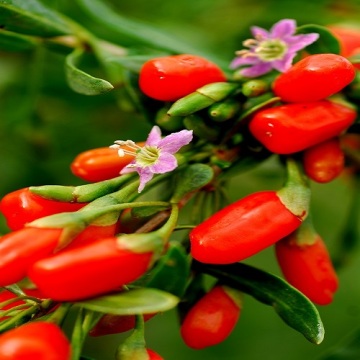 Low pesticide residues Goji Berry