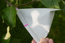 Avocado Fruit Growing Bag