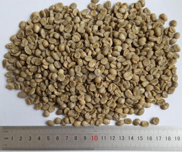 arabica green coffee beans