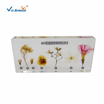 Plant Specimen Corolla Type Preserves Color