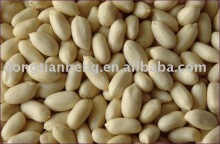 Blanched Peanut Kernel