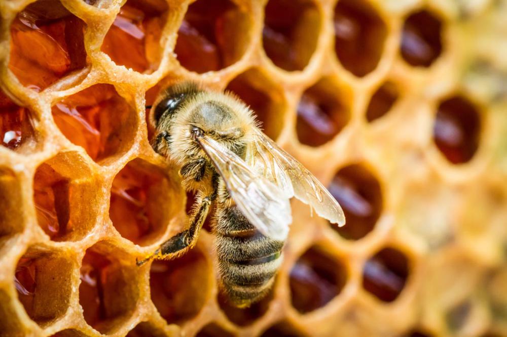 قسط جودة العسل الطازجة مشط الطبيعي الخالص