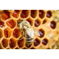 Pettine naturale Prodotti a base di miele in pettine