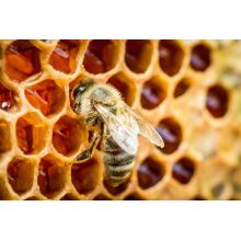 Produits naturels de miel de peigne du miel peigne