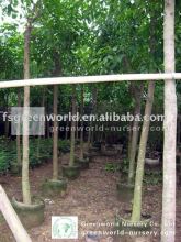 Bischofia javanica potted and rooted