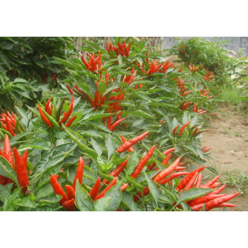 Trockener Chaotian Chili mit roter Farbe