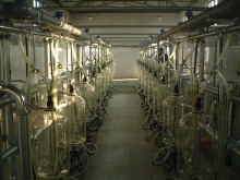 Dairy cow milking parlor