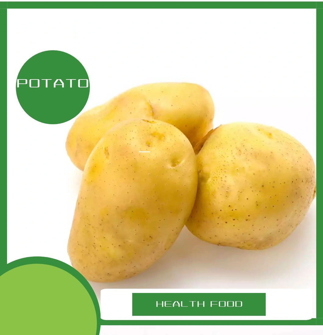 Yellow Color Holland Fresh Potato with Top Quality