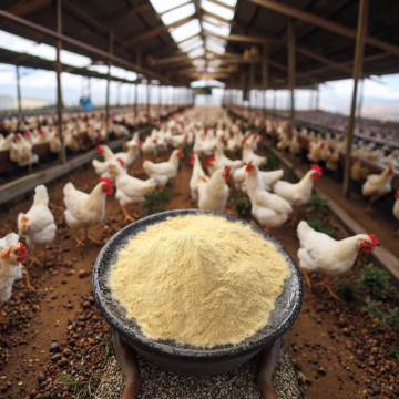 Feed Yeast 60% Powder inactive dried yeast