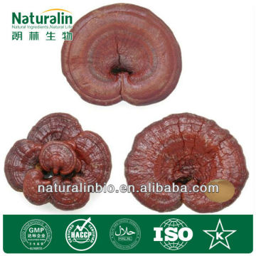 Ganoderma Lucidum Powder