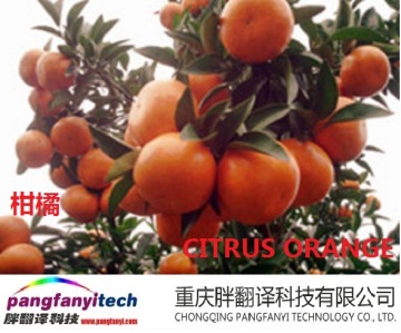 Healthy Fresh  Sour-sweet  Self-planted Navel Orange