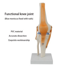 2024 New KRC Anatomical Human Skeleton Knee Joint Model