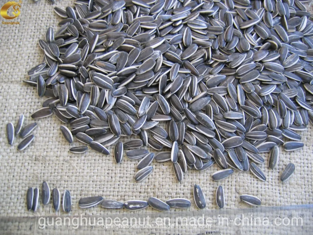 Hot Sales New Crop Sunflower Seeds From Shandong Guanghua