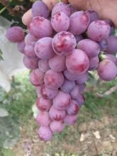 Brand New Crop Red Grade