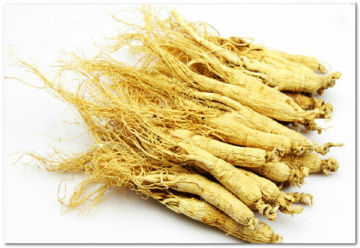 Panax Dried Ginseng/ginseng root/white ginseng