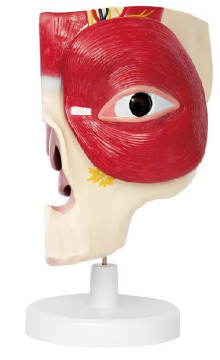 Orbital and periocular area