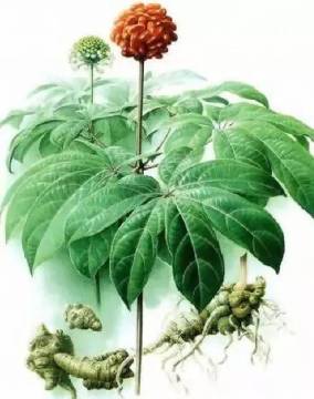 SAN QI Notoginseng Radix et rhizome Chinese medicine