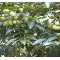 Extrato natural da folha da azeitona