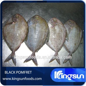 Frozen Black Pomfret Fish
