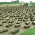 Filet en plastique pour gazon en herbe