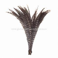 Pheasant Feathers in Natural Color