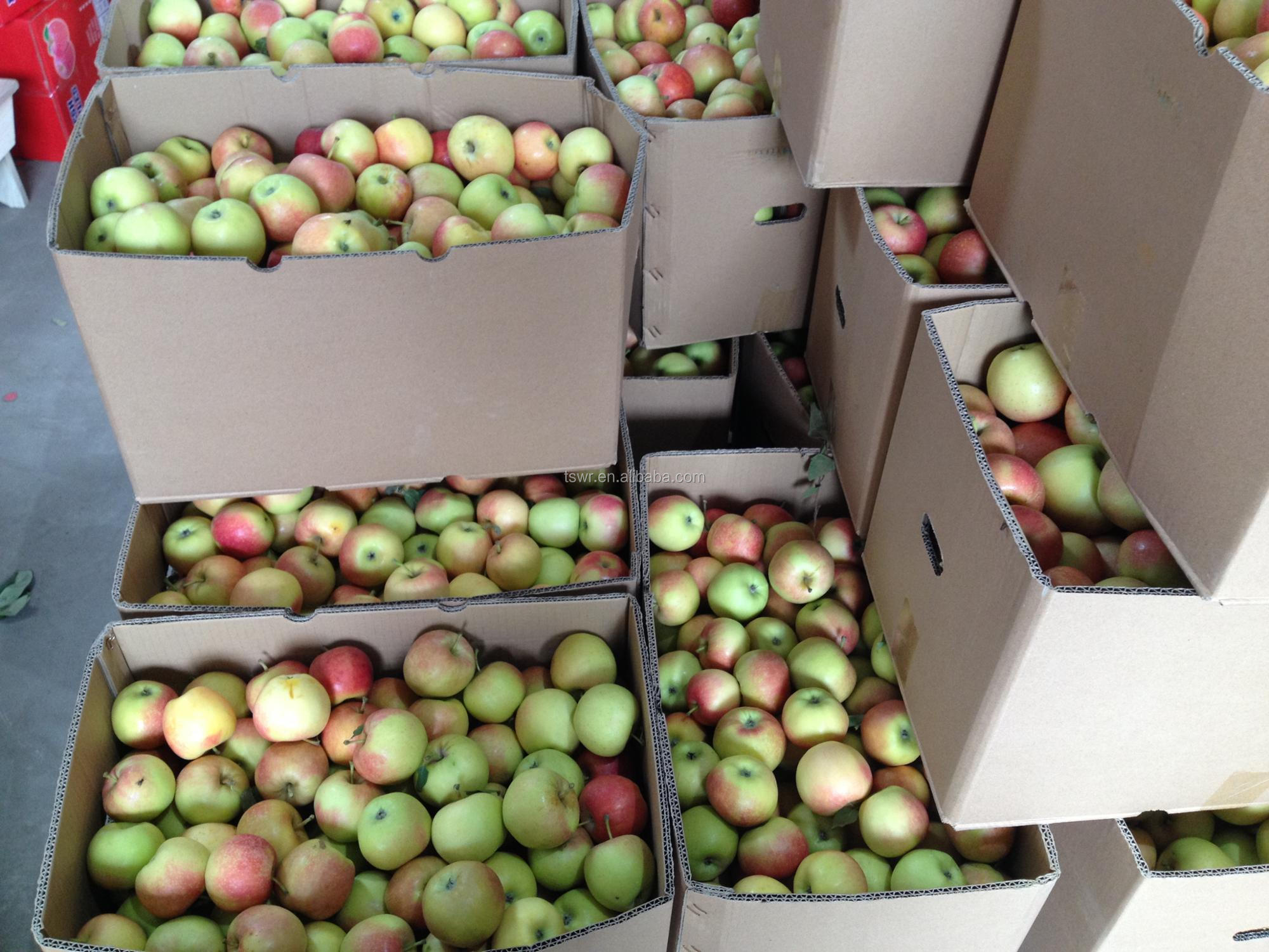 fresh chinese apple fruit gala apple red star apple