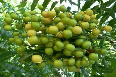 Aceite Neem Prensado en Frío 100% PURO NATURAL