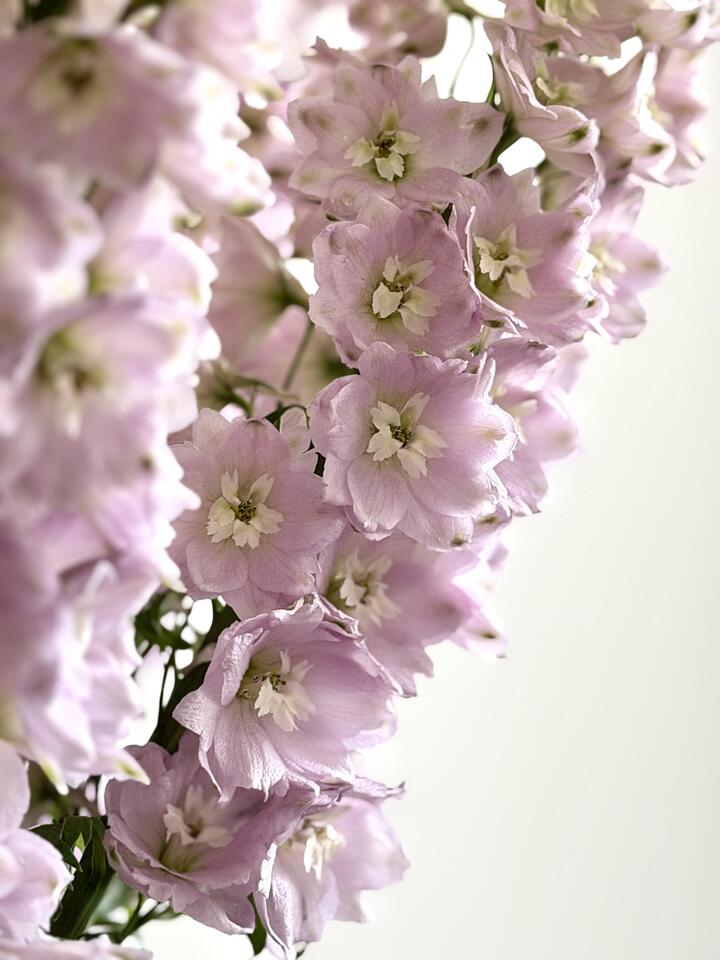الدلفينيوم الوردي Pink Delphinium