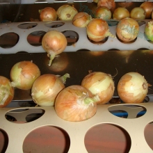 2018 Best Yellow Skin Onions